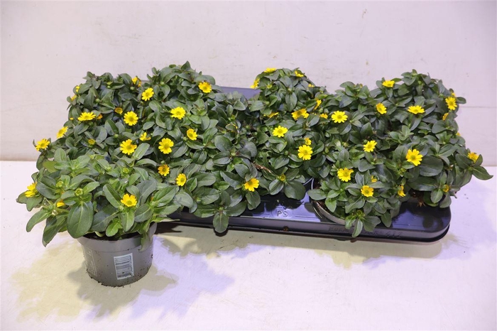 <h4>Sanv Ov Yellow</h4>