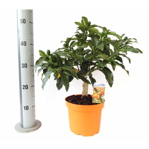 Citrus Kumquat Nagami bush/stem