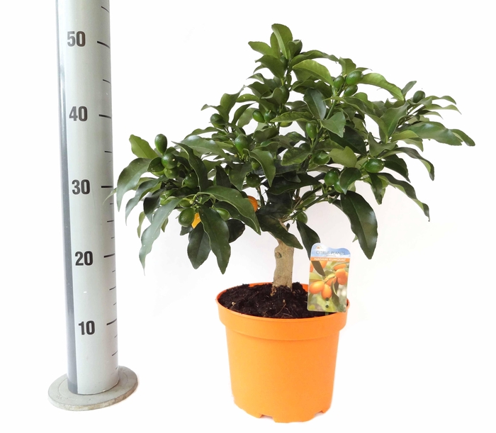 <h4>Citrus Kumquat Nagami bush/stem</h4>
