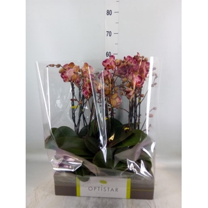 Phalaenopsis   ...red