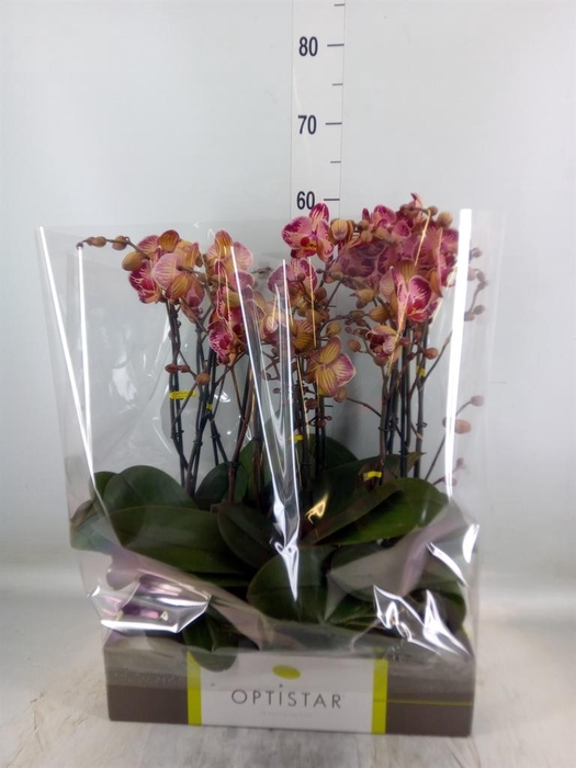 <h4>Phalaenopsis   ...red</h4>