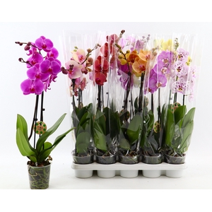 PHAL GEM 9 KL