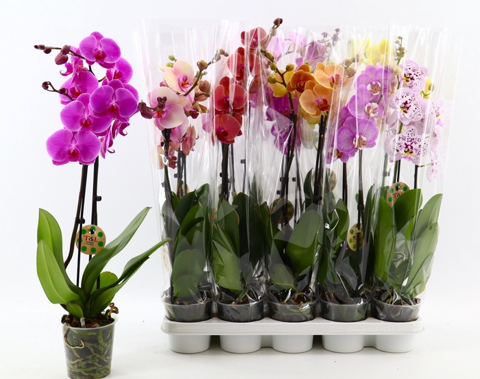 <h4>PHAL GEM 9 KL</h4>