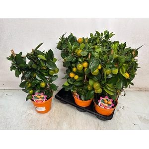 CITR MICROCARPA