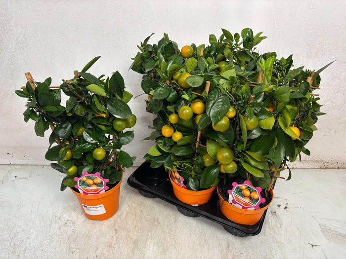 <h4>CITR MICROCARPA</h4>