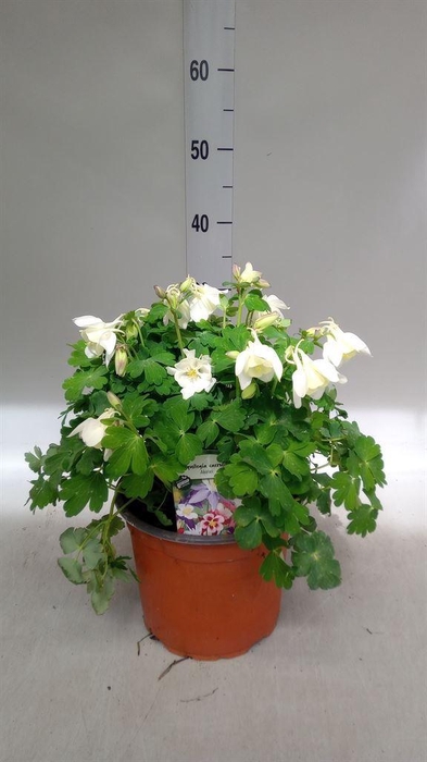 <h4>Aquilegia caerulea</h4>