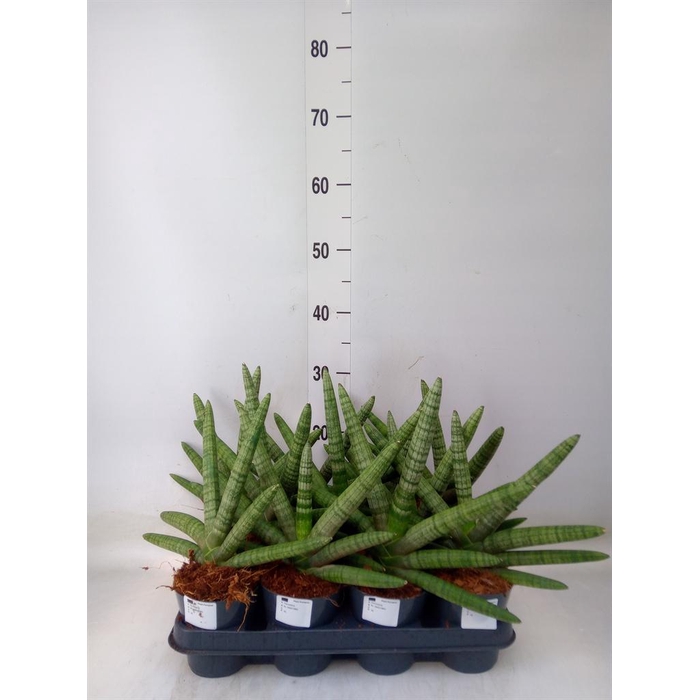 <h4>Sansevieria cyl. ...</h4>