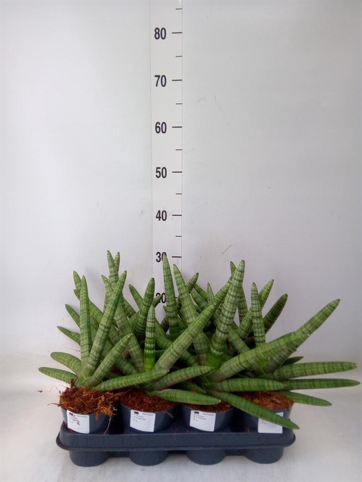 Sansevieria cyl.  ...