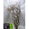 CORYLUS AV CONTORTA 2 JARIG