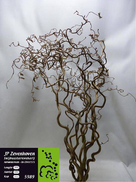 CORYLUS AV CONTORTA 2 JARIG