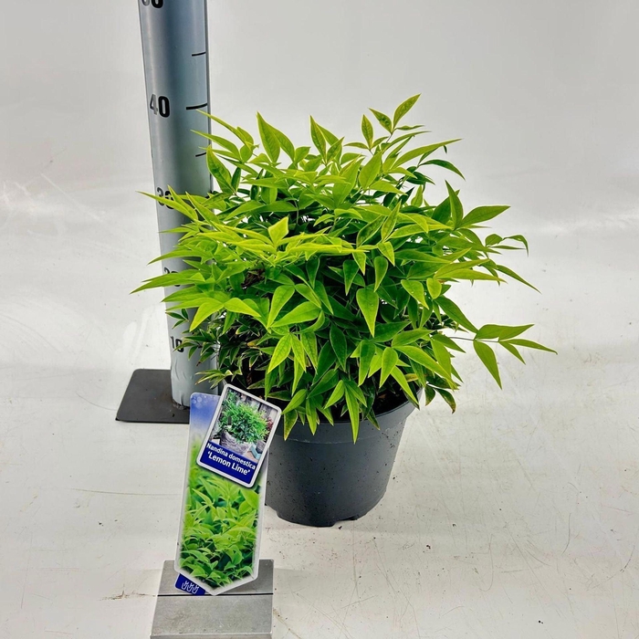 <h4>Nandina domestica</h4>