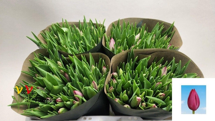 <h4>TU EN FRONTLINE</h4>