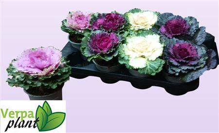 <h4>Brassica (sierkool)</h4>