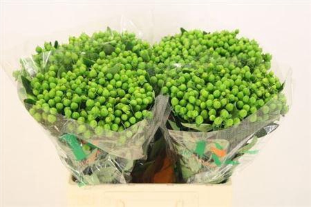 <h4>Hyp Mag Mirage</h4>