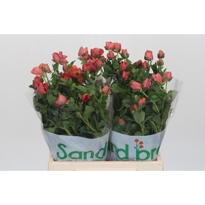 Ranunculus Magical Salmousse