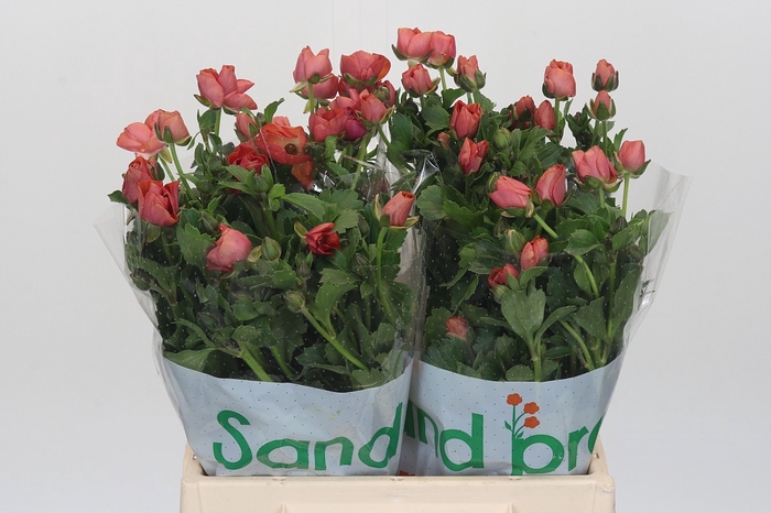 <h4>Ranunculus Magical Salmousse</h4>