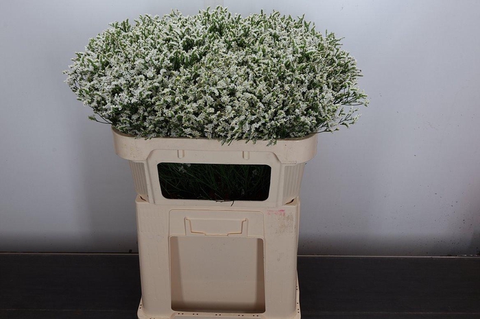 <h4>Lim Sin Sen Tip Top</h4>