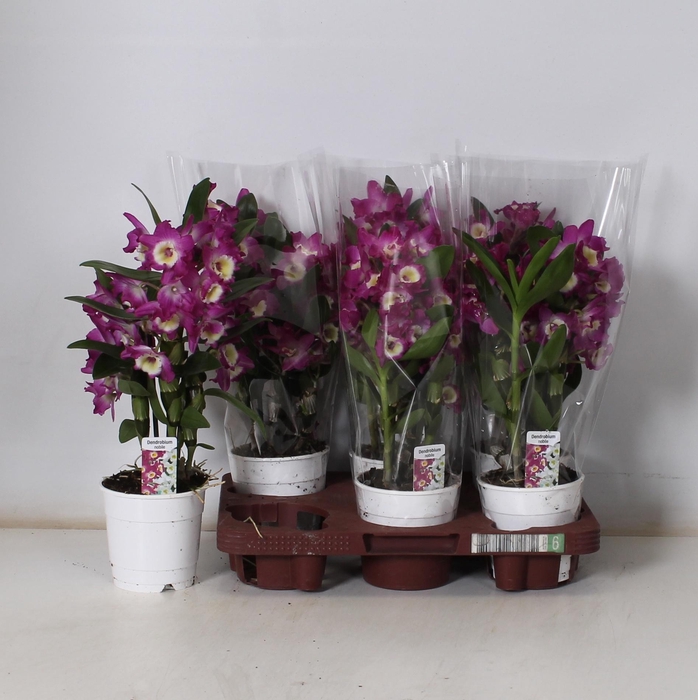 <h4>DEND NOBILE</h4>