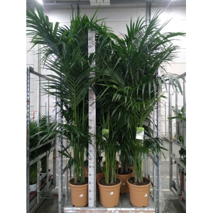 Howea forsteriana