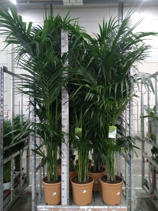 <h4>Howea forsteriana</h4>