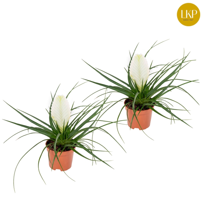 <h4>Tillandsia Biancini Wit (Zonder Hoes)</h4>