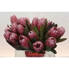 Protea Pink Ice