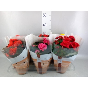 Begonia elat. DU   ...mix