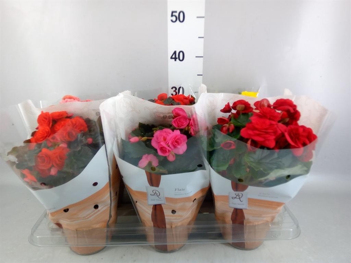 <h4>Begonia elat. DU   ...mix</h4>