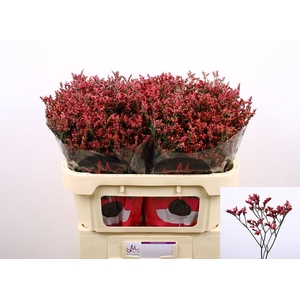 Limonium Scarlet Diamond Marginpar