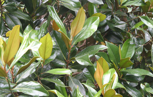 Magnolia overig