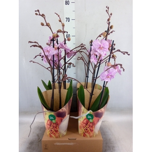 Phalaenopsis   ...rose