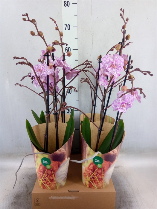 <h4>Phalaenopsis   ...rose</h4>