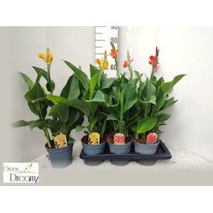 CANNA CANNOVA GEM
