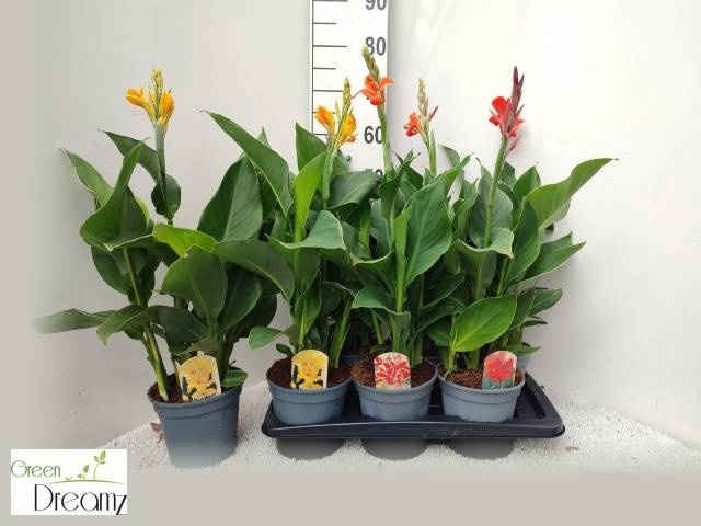 <h4>CANNA CANNOVA GEM</h4>