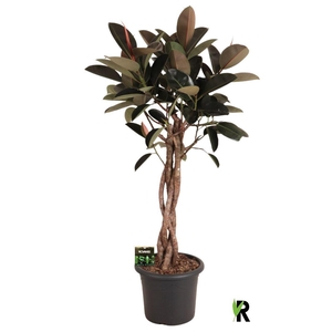 Ficus elastica 'Burgundy'