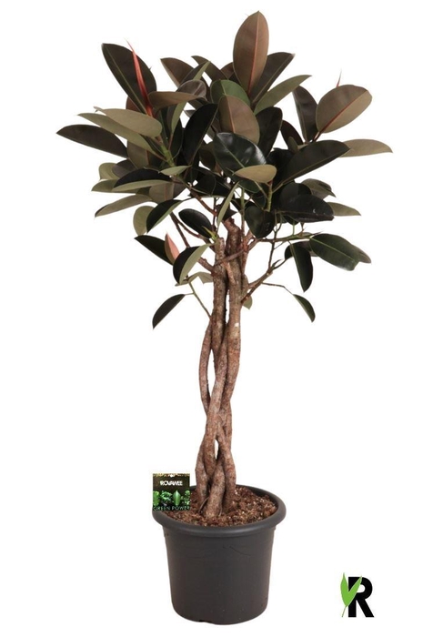 <h4>Ficus elastica 'Burgundy'</h4>
