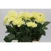 Dahlia Hilda Special