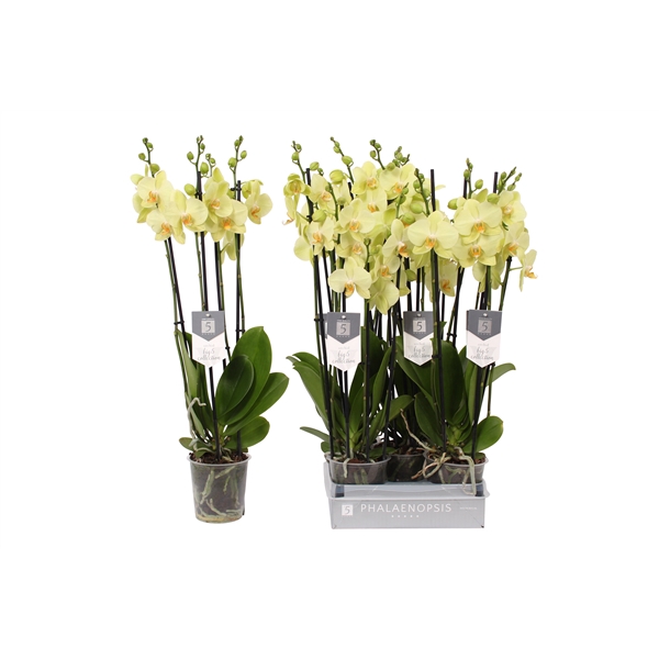 Phalaenopsis Volterra, 4-spike 22+