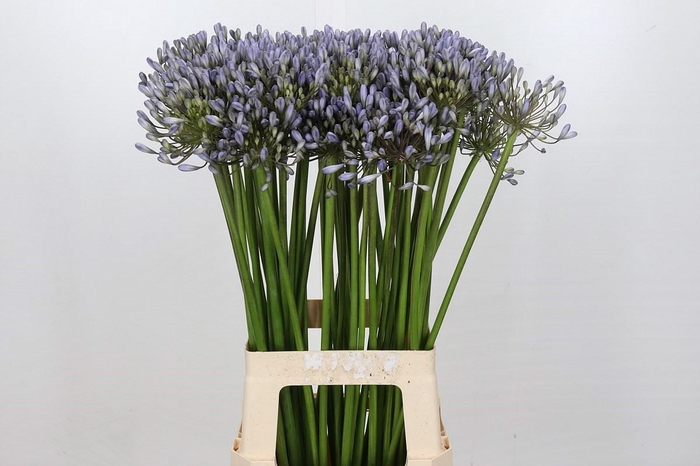 <h4>Agapanthus Silberpfeil</h4>