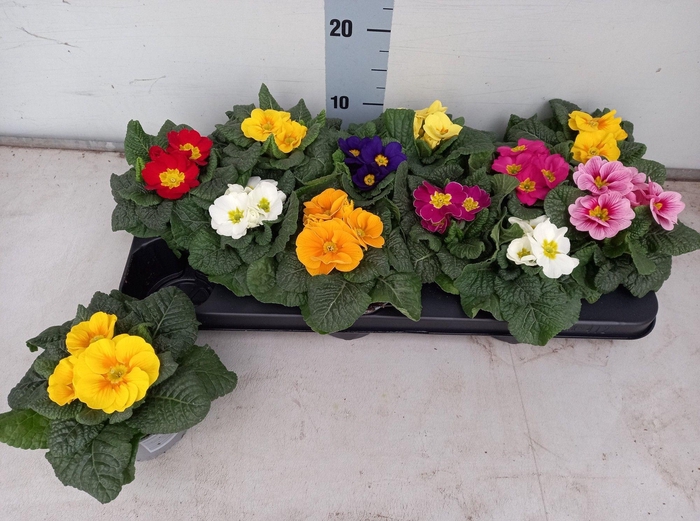 <h4>PRIM ACAULIS GEMENGD</h4>