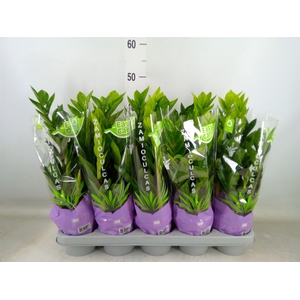 Zamioculcas zamiifolia