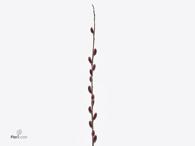 <h4>SALIX CH RED PASSION XXL</h4>