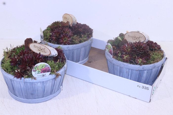 <h4>ARR SEMPERVIVUM</h4>