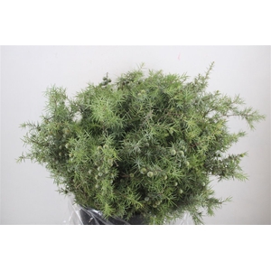 Jenever Berry P Bunch