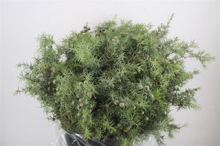 <h4>Jenever Berry P Bunch</h4>