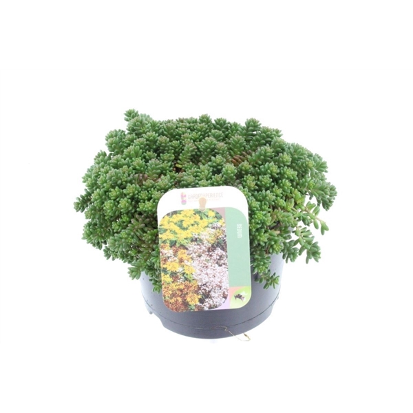 <h4>Sedum album Coral Carpet</h4>