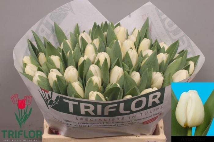<h4>Tulipa si antarctica</h4>