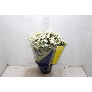 CRISANTEMO BOLA BELGA P20 BRANCO