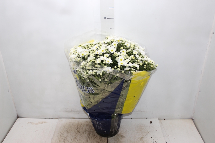 <h4>CRISANTEMO BOLA BELGA P20 BRANCO</h4>