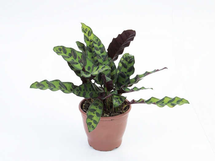 CALATHEA MAKOYAMA P12